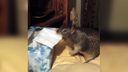 Cet écureuil adore les mouchoir... C'est le moment de faire des réserves