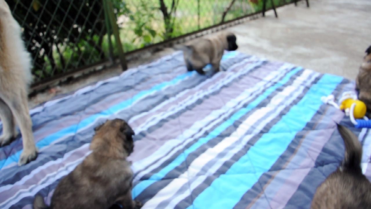 Chiots bergers belges Tervueren - 26 jours