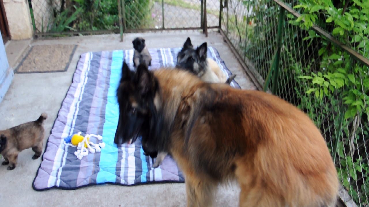 Chiots bergers belges Tervueren - 26 jours