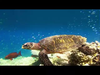 حاسة الشم لدى الحيوانات