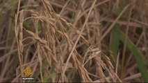 Nigeria’s rice farmers push for local consumption