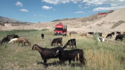 Kahramanmaraş - Bataklıkta Mahsur Kalan Eşek Kurtarıldı