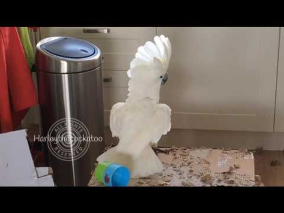 Destructive Cockatoo Destroys Cup Tower