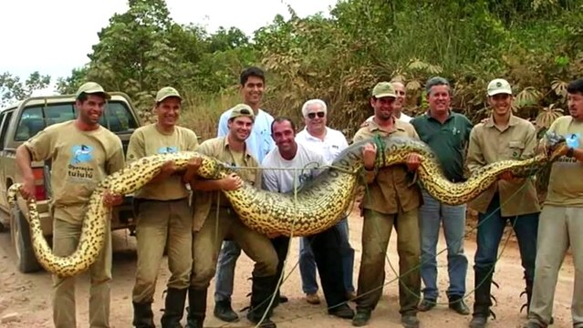 10 САМЫХ БОЛЬШИХ ЖИВОТНЫХ В КНИГЕ РЕКОРДОВ ГИННЕССА