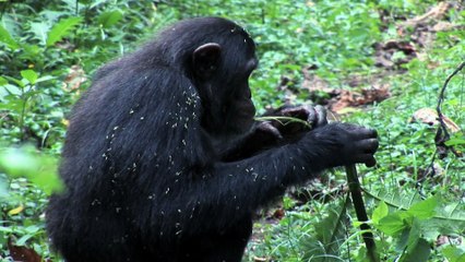 « Des singes et des plantes »