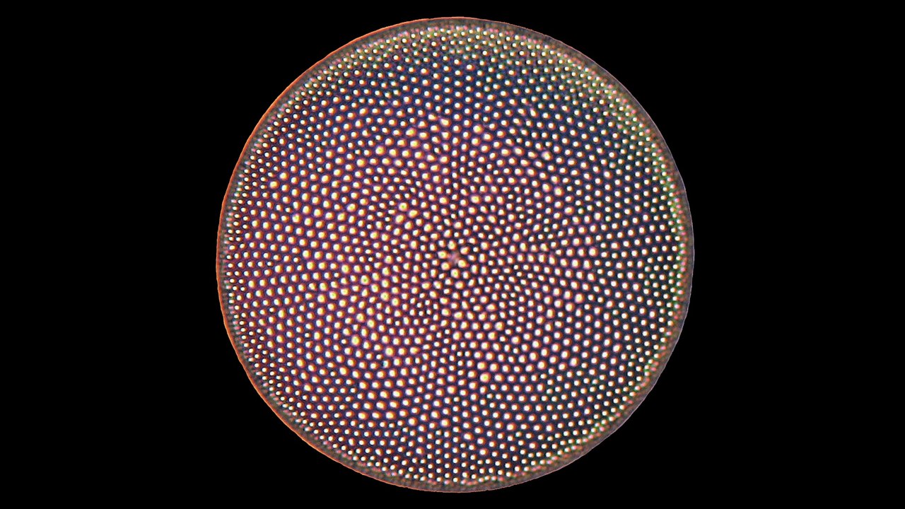 « Le verre des diatomées »