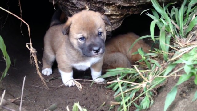 Naissance exceptionnelle de 5 bébés Dingo dans un Zoo Australien