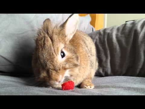 Cute Rescue Bunny Enjoys a Raspberry
