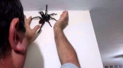 That's Not A Spider, It's A Waking Nightmare