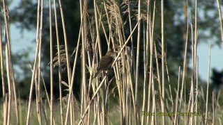 KÄRRSÅNGARE Marsh Warbler (Acrocephalus palustris)  Klipp -   29