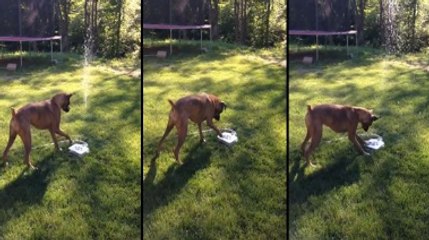 How To Keep Your Dog Busy For Hours