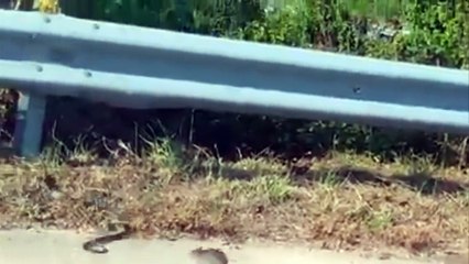 Rat Mom Saves Baby Rat From Snake ¦ Rat vs Snake