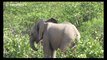 Baby elephant slashing at bush with its trunk