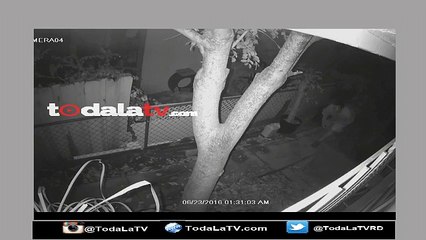 Video de vigilancia muestra el robo de valiosos loros-Video