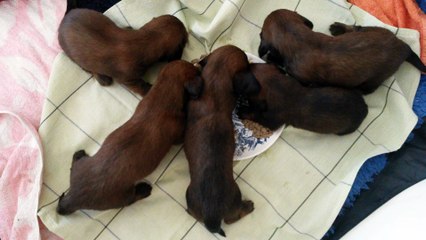 les mômes ont 3 semaines et goûtent une 1ère pâtée
