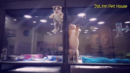 Ce chaton se sentait seul... Son évasion pour rejoindre son ami chiot va vous faire fondre...
