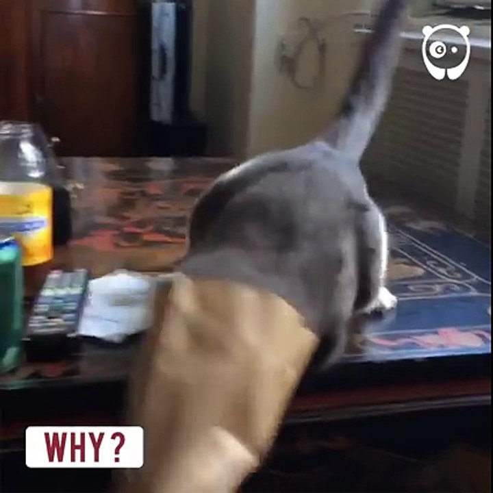 Ce chat a été rejeté par ses 5 maîtres précédents, car il est trop FOU! Admirez-le en pleine action!
