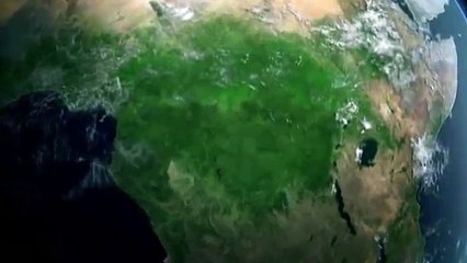 Jirafa mató a su cría mientras intentaba salvarla de una manada de leones