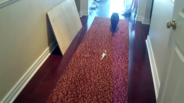 Cet oiseau est fou amoureux de ce chat... Mais REGARDEZ ce que fait l’oiseau quand il le découvre...