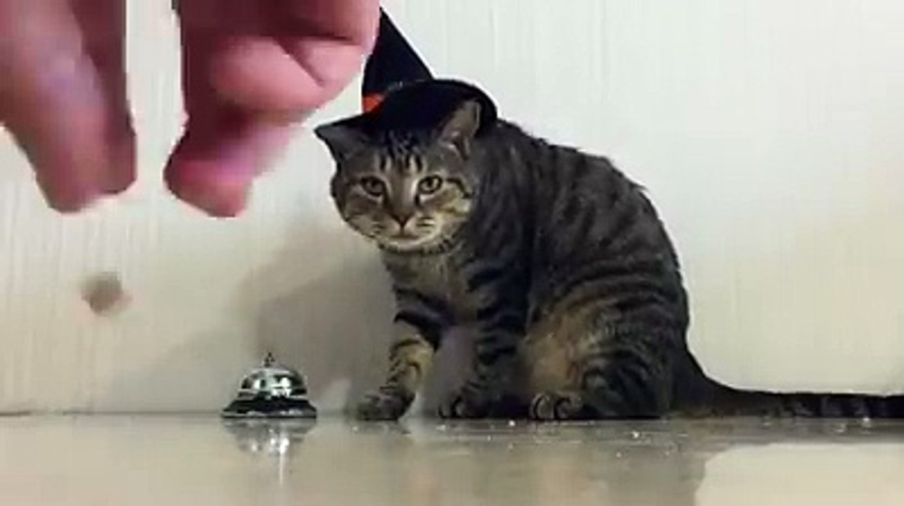 Funny Cat