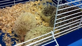 Penelope's Hedgehog babies 11/25/13