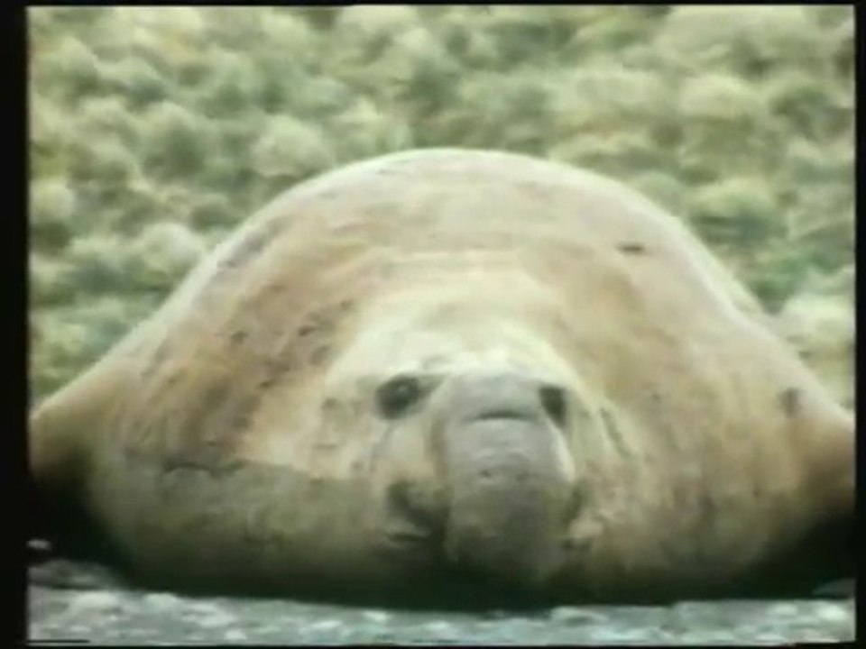 Biche oh ma biche lol