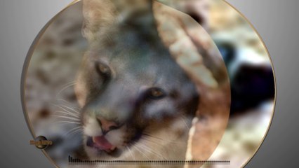 Mountain Lion on Mars?