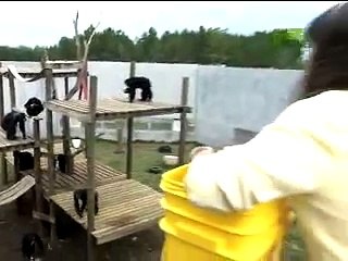 Au zoo, un singe risque la noyade. Puis quand cet homme fait ÇA? Tout le monde est sous le choc...