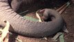 Un bébé éléphant fait la sieste. Mais regardez bien ce que sa mère va faire quand elle va le voir...