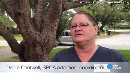 Elle prend dans ses mains un chiot qui vient de naître. Maintenant, regardez la réaction du chat...