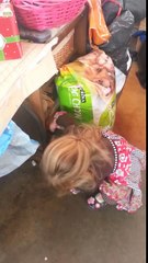 Sa fille a laissé une vache entrer dans la maison. Quand la fillette explique pourquoi? Incroyable!