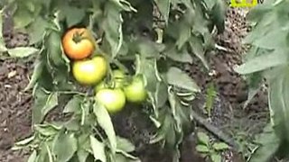 Almería Noticias Canal 28 Tv - Almería exporta un 5% más de frutas y hortalizas en agosto