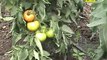Almería Noticias Canal 28 Tv - Almería exporta un 5% más de frutas y hortalizas en agosto