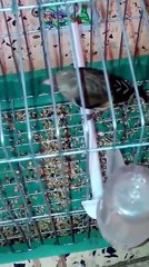 Très beau Chardonneret juvénille  de : Abderrazak B Boutaba Michael