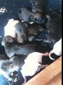 kia and pups 15 days old