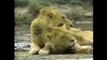 Crater Lions of Ngorongoro African Animals Wildlife Documentary | Full Documentry