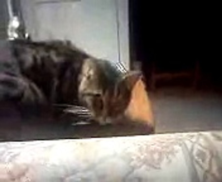 Cat Nip pt.2