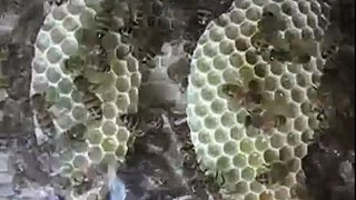Honey Bees at Work - Time Lapse for 24 Hours