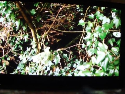 dailymotion.com/video/x1877s5_la-vie-secrete-des-chiens-1ere-partie_animals?fbc=573