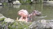 Tourists Play Real-Life Game of 'Hungry Hippos'