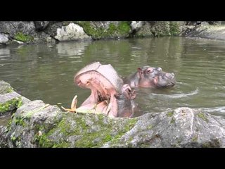 Tourists Play Real-Life Game of 'Hungry Hippos'