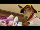 Cute Goat Wears Onesie and Pirate Hat