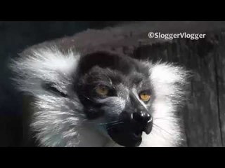 Ruffed Lemur Enjoys the Taste of Apple