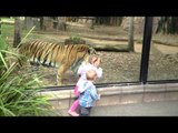 Kids Play Peek-A-Boo With Tiger at Zoo