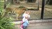 Kids Play Peek-A-Boo With Tiger at Zoo