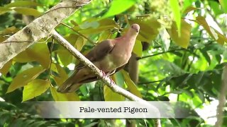 Birds of Panama - Episode 2