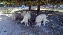 Chiots Montagne des Pyrénées LOF Patou de grandes qualités nés le 20/02/2016 et 05/03/2016 2 males disponibles en PACA