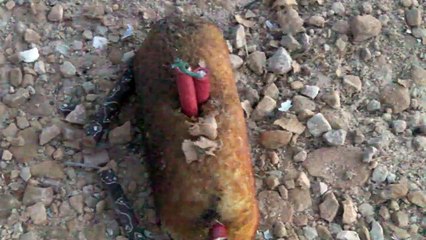 Happy 4th / Exploding Twinkies!!!