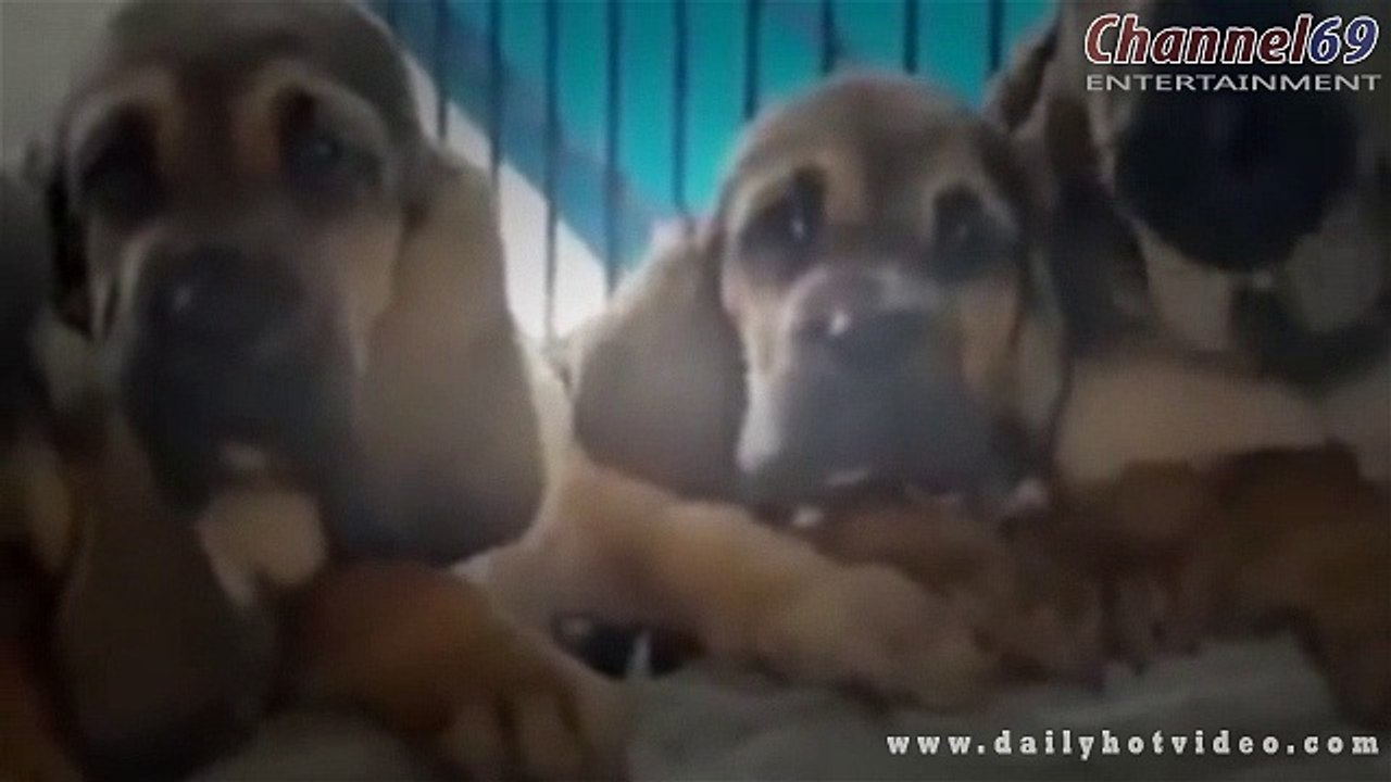 210 MINUTES OF FUNNY DOGS