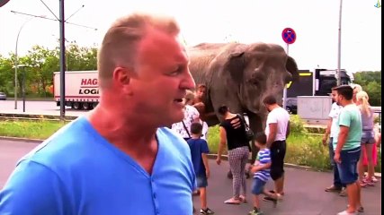 Elephants walk around - funny animal Full HD 2016